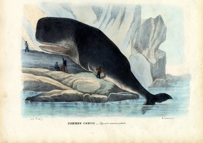 Sperm Whale, 1863-79 by Raimundo Petraroja